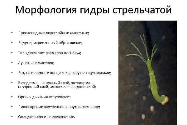 Реальные ссылки кракен
